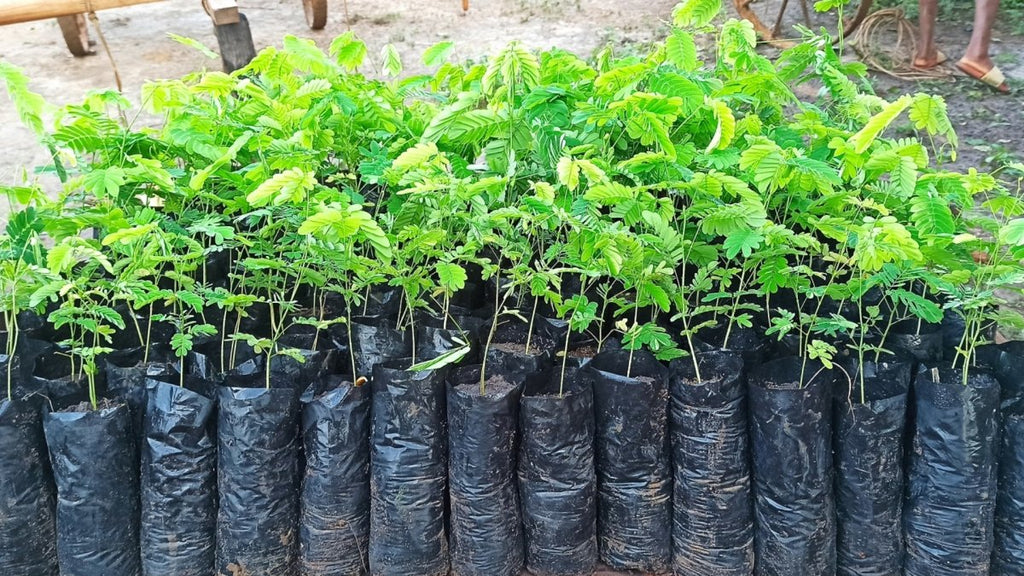 Bäume pflanzen lassen