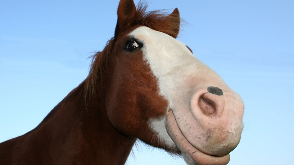 Wasch-Service für Pferdedecken