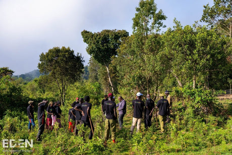 3 Trees with Sprout - Klink Textile Pflege-Dienste