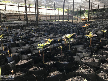 3 Trees with Sprout - Klink Textile Pflege-Dienste