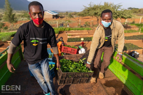 3 Trees with Sprout - Klink Textile Pflege-Dienste